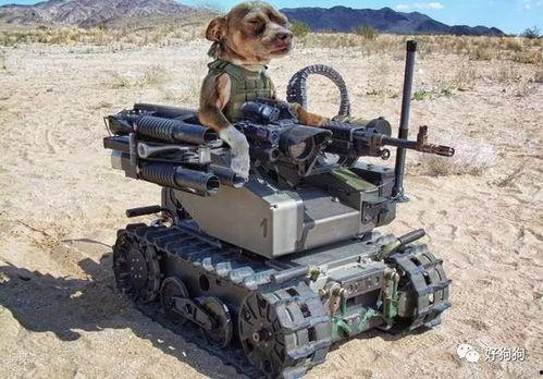 娱乐吃瓜汪星人